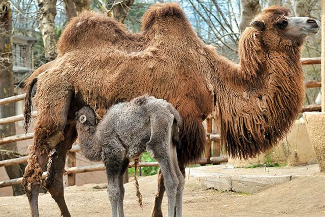 גן החיות של רומא "ביו פארק" בגני בורגזה credit to headout.com