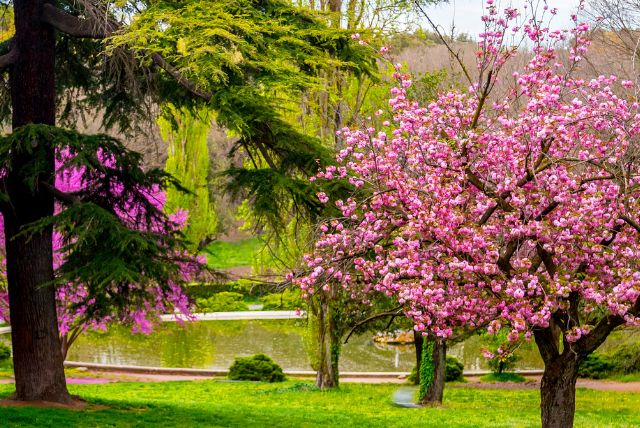 גני בורגזה באביב - מה פורח וכמה עמוס?