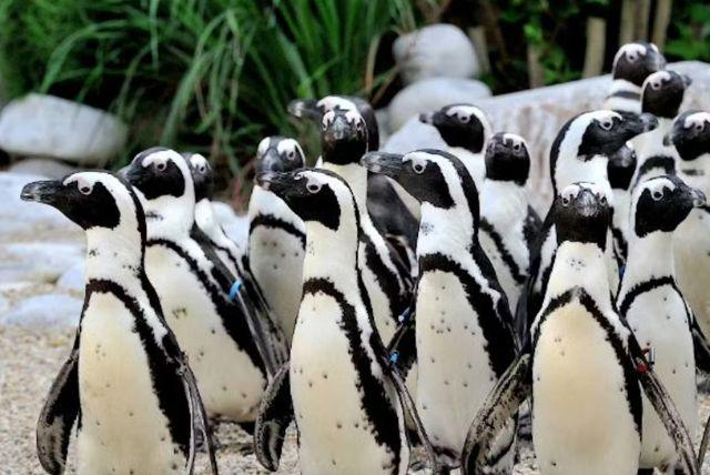 תופעות אקולוגיות מעניינות בתוך הפארק - חיות, אגמים וצמחים credit to tiqets.com