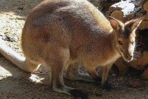 כרטיסים לגן חיות ביופארקו בגני בורגזה ברומא credit to getyourguide.com