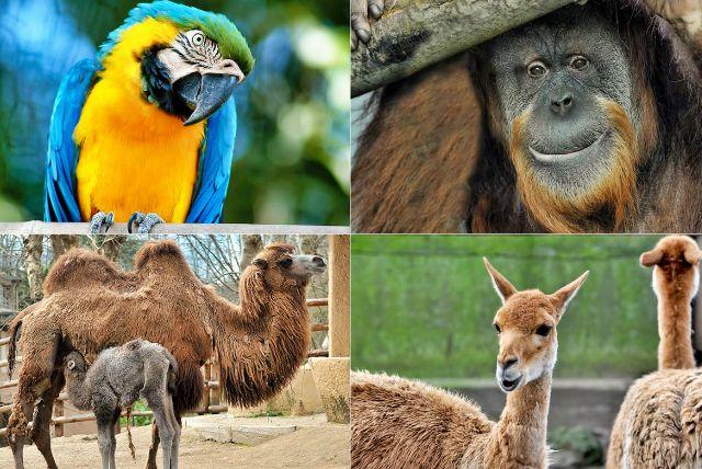 כרטיסים לגן חיות ביופארקו בגני בורגזה ברומא credit to headout.com