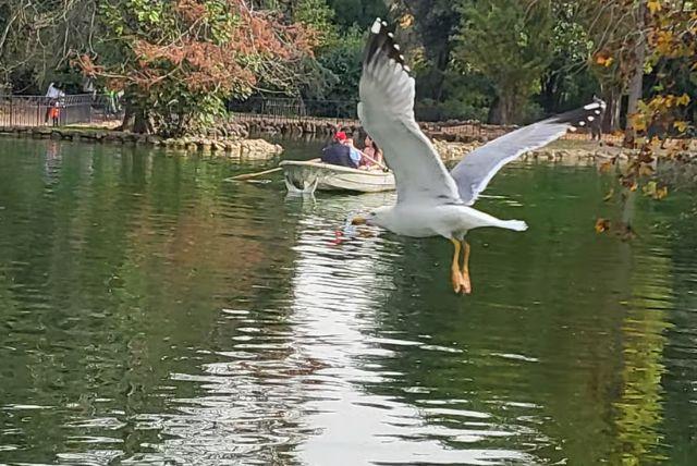 סיור באגם וילה בורגזה כולל שייט בסירה חתירה עצמאית + אפריטיף credit to getyourguide.com