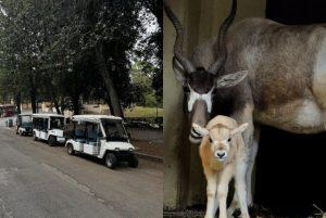 סיור ברכב גולף בגני בורגזה כולל כרטיסי כניסה לגן החיות ביופארקו credit to getyourguide.com