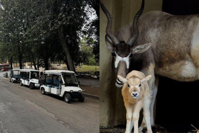 סיור ברכב גולף בגני בורגזה כולל כרטיסי כניסה לגן החיות ביופארקו credit to getyourguide.com
