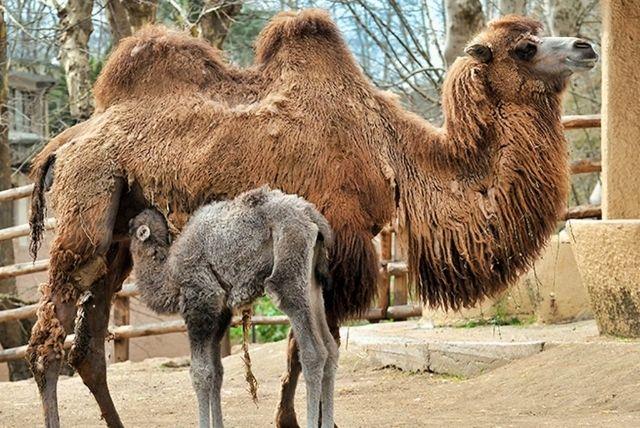 כרטיס משולב מוזיאון וילה בורגזה + ביופארקו גן החיות של פארק גני בורגזה credit to tiqets.com